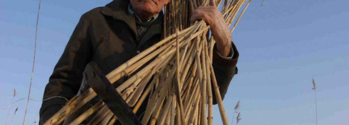 Traditional reed mowing (HR), © by Mario Romulic & Drazen Stojcic, www.romulic.com