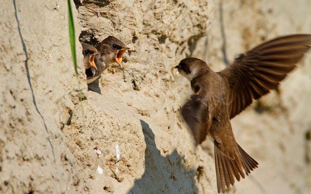 Monitoring of sand martin populations