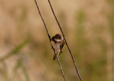 Sand Martins