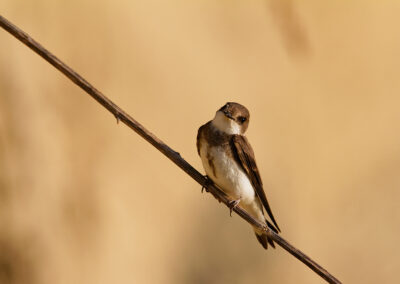 Sand Martins