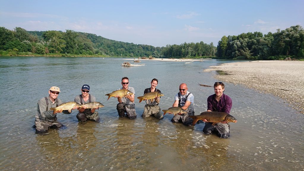 Scientists delighted over big carps at the Mura/Drava confluence