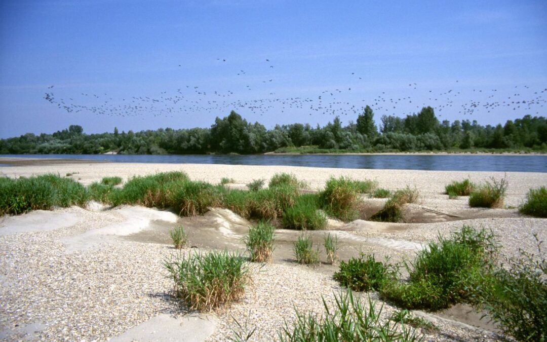 Drava River and UNESCO Cross-border Biosphere Reserve Mura-Drava-Danube Endangered by Large Hydropower Plants