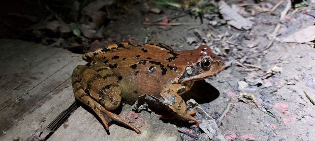 Local awareness event for the protection of amphibians in the Mura Biosphere Reserve