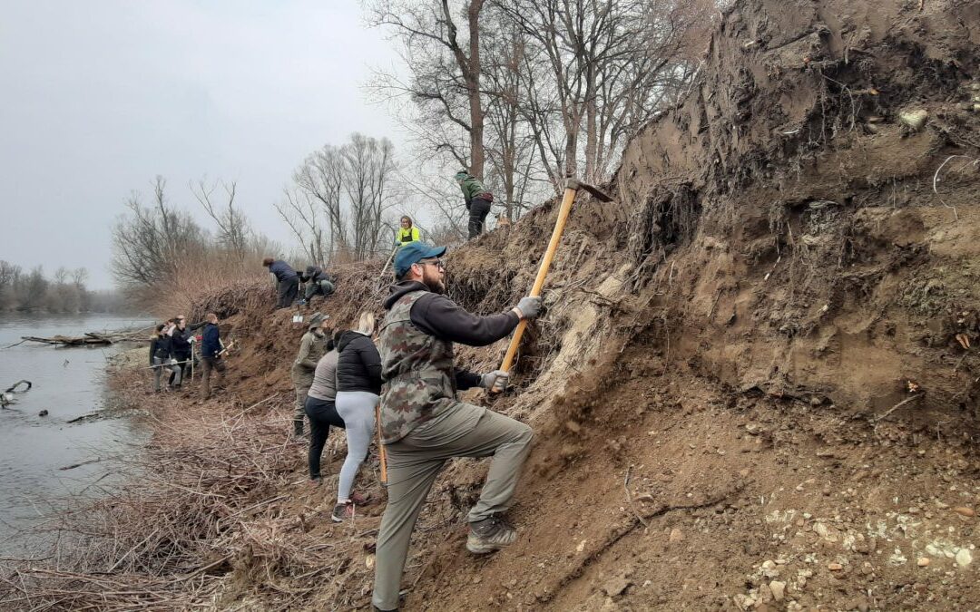 Volunteering for sand martins