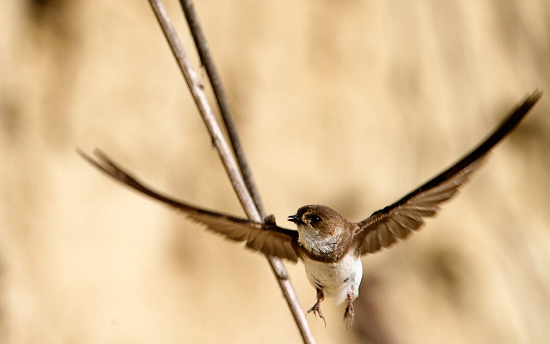 Video – Sand martin activities