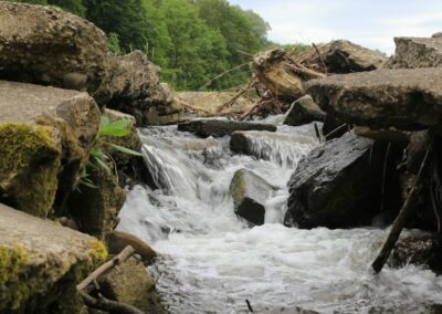 Sterlet release Mura River